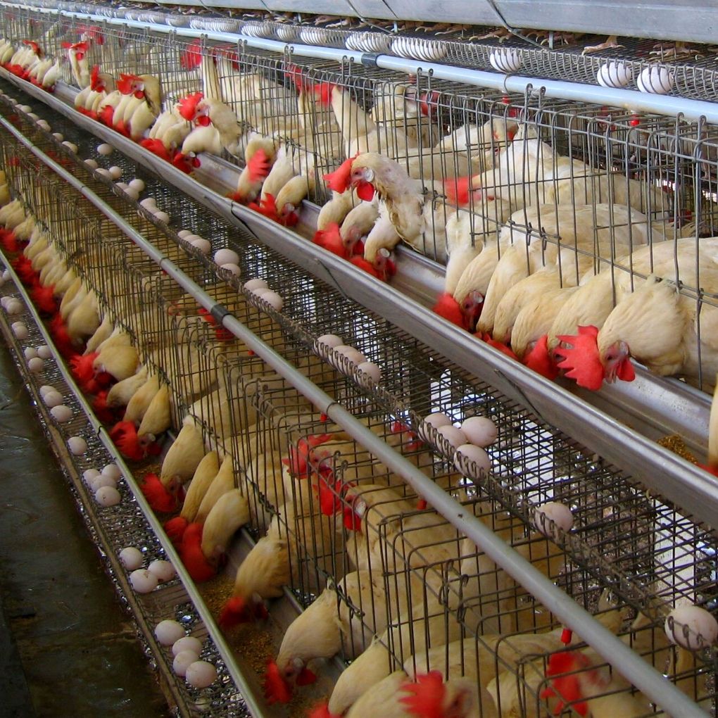 Breeder Cages