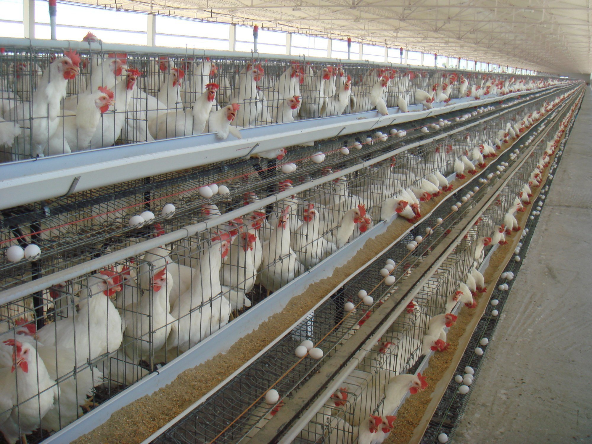 Gi poultry layer cages
